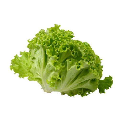 Picture of Eden Tree Lettuce 2