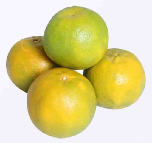 Picture of MaxMart Oranges Kg