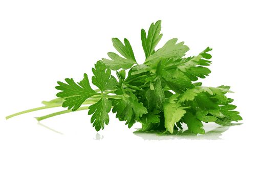 Picture of Eden Tree Celery Leaves Pack