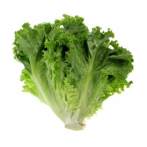 Picture of W. I. L Iceberg Lettuce