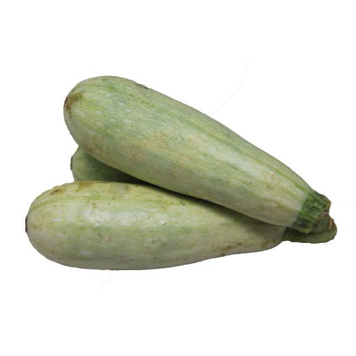 Picture of Eden Tree Squash GL