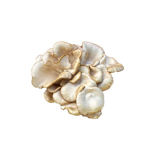 Picture of Five Star Mushroom
